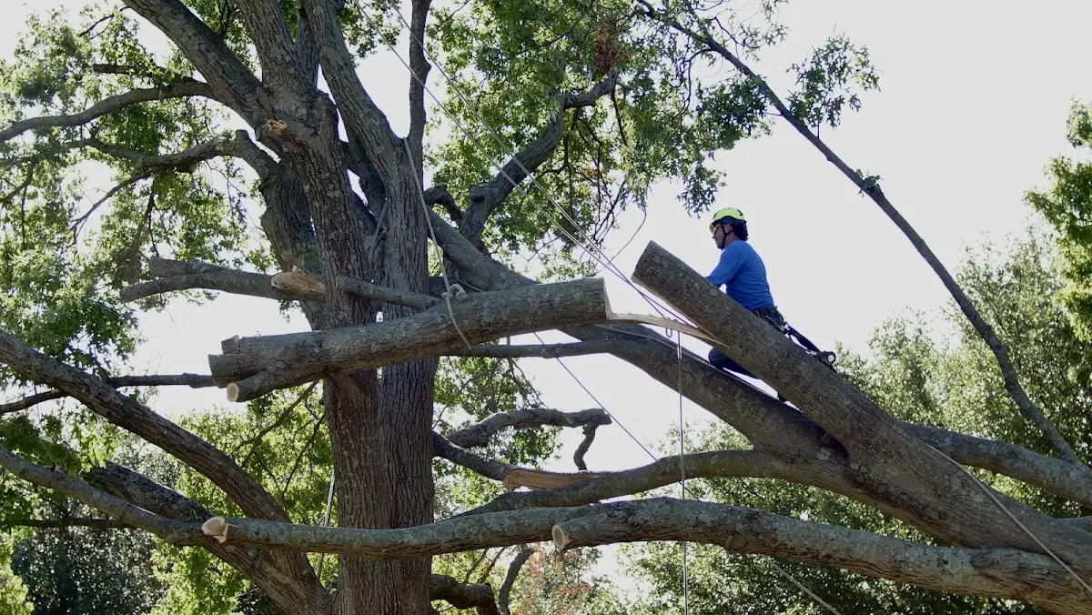 Professional Crown Thinning performed by certified arborists in Barwick